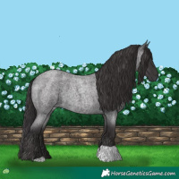 Horse Color:Smoky Blue Roan