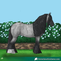 Horse Color:Blue Roan 