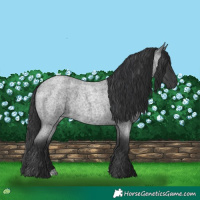Horse Color:Blue Roan 