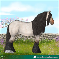 Horse Color:Bay Roan Dun 