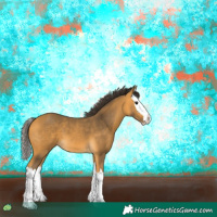 Horse Color:Buckskin Splash 
