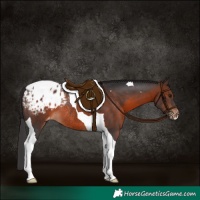 Horse Color:Brown Tobiano Blanket Rabicano