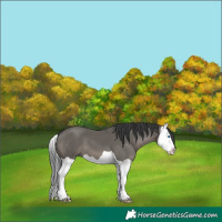 Horse Color:Grullo Splash