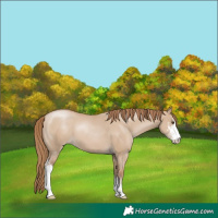 Horse Color:Grullo Pearl Sabino