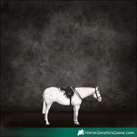 Horse Color:Chocolate Palomino Pearl Dun Splash Appaloosa