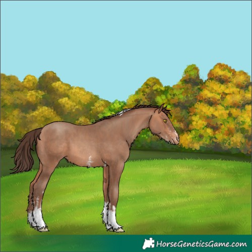 Horse Color:Amber Champagne Sabino Tobiano Appaloosa  and Amber Champagne Sabino Tobiano Appaloosa 