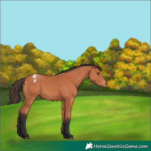 Horse Color:Bay Varnish 