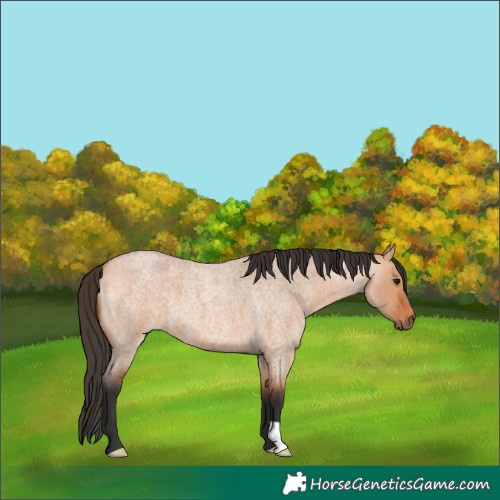 Horse Color:Bay Roan Dun 