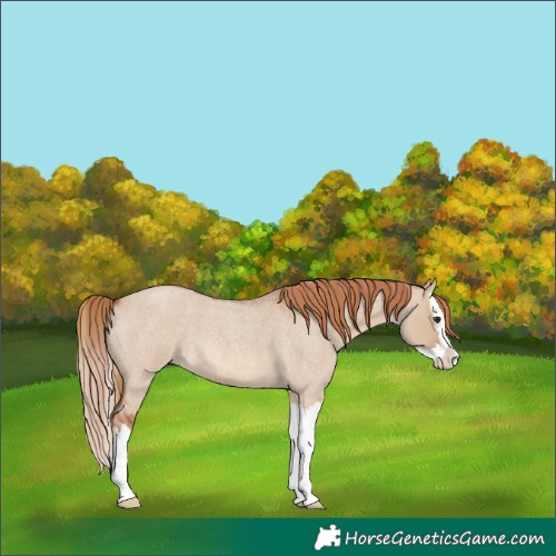 Horse Color:Red Dun Roan Splash 
