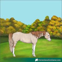 Horse Color:Red Dun Roan Splash 