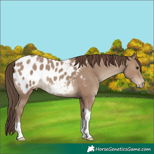 Horse Color:Unknown 