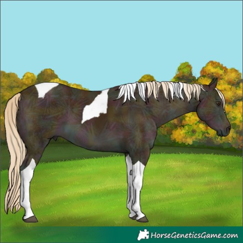 Horse Color:Midnight Palomino Ice Tobiano 
