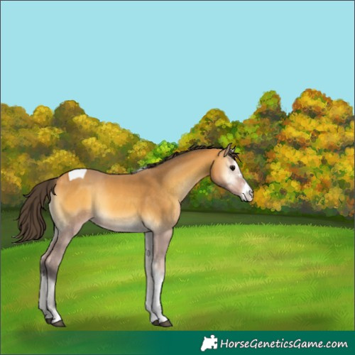 Horse Color:Buckskin Onyx Sabino Tobiano 