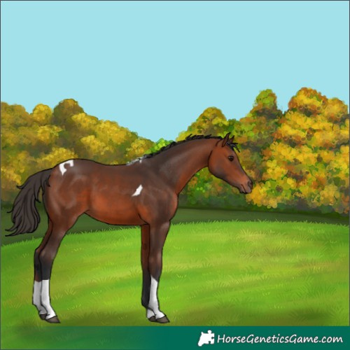 Horse Color:Bay Tobiano 