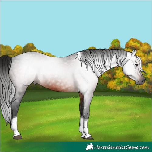 Horse Color:Gray Brown Tobiano 
