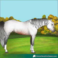 Horse Color:Gray Brown Tobiano 