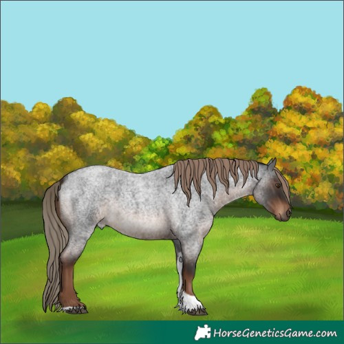 Horse Color:Liver Red Roan Tobiano Rabicano 