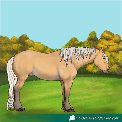 Horse Color:Silver Buckskin Dun 