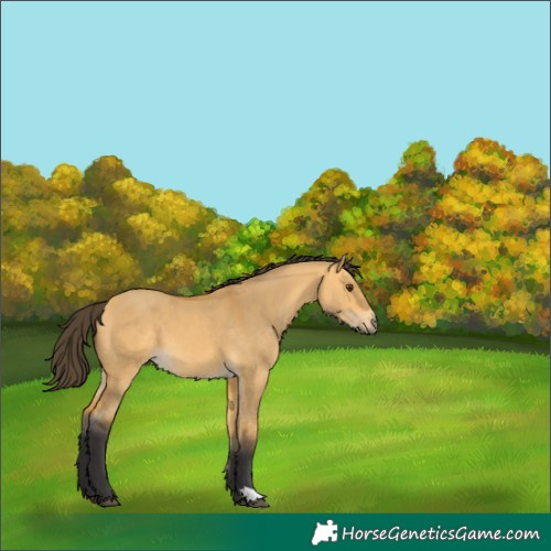 Horse Color:Buckskin Dun 