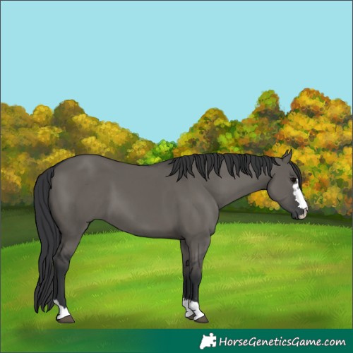 Horse Color:Grullo 