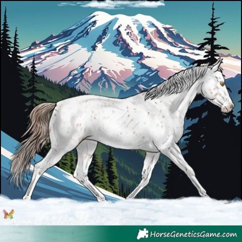 Horse Color:Amber Champagne Sabino Tobiano Appaloosa  and Amber Champagne Sabino Splash Tobiano Appaloosa 