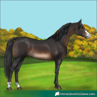 Horse Color:Brown Sabino 
