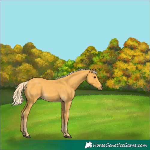 Horse Color:Palomino 