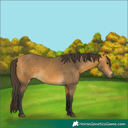 Horse Color:Buckskin 
