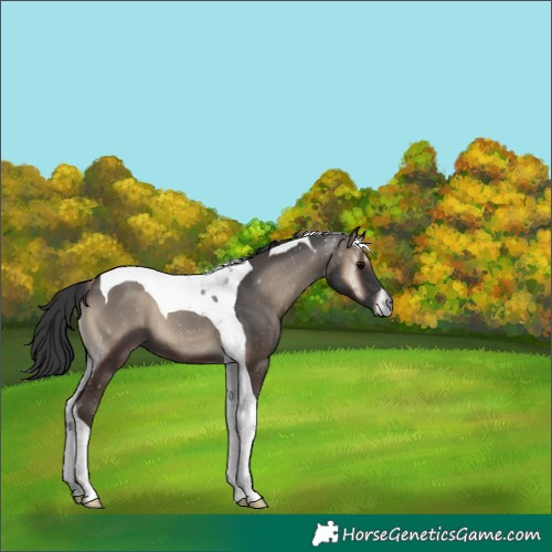 Horse Color:Blue Onyx Tobiano 