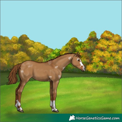 Horse Color:Gray Red Dun 