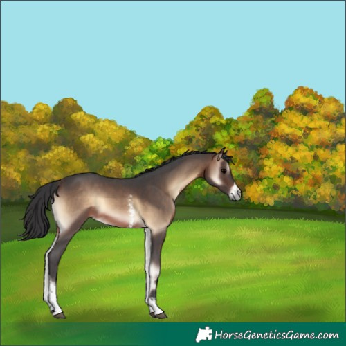 Horse Color:Brown Onyx Sabino 