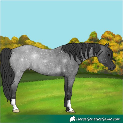 Horse Color:Blue Roan 