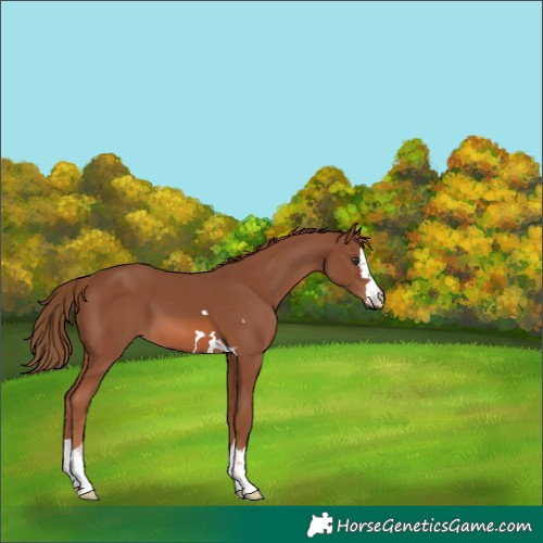 Horse Color:Unknown 