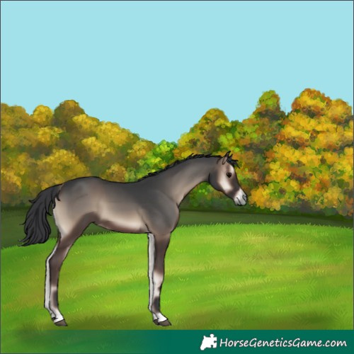 Horse Color:Unknown 