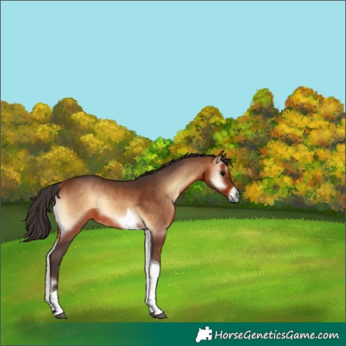 Horse Color:Bay Onyx Tobiano 