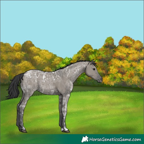 Horse Color:Grullo Ice 