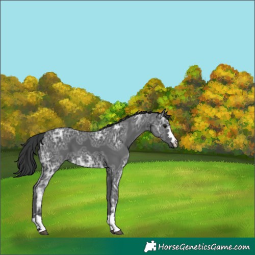 Horse Color:Black Ice 