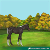 Horse Color:Silver Brown Tobiano 
