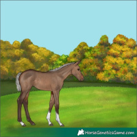 Horse Color:Silver Brown Dun Tobiano