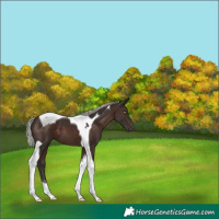 Horse Color:Silver Brown Tobiano