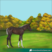 Horse Color:Silver Brown Tobiano