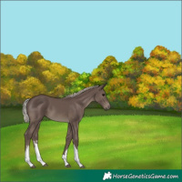 Horse Color:White Spotted Silver Black Tobiano 