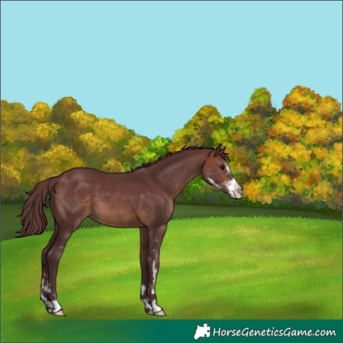 Horse Color:Chocolate Brown Sabino 