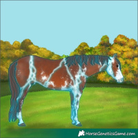 Horse Color:Thunderstruck Chocolate Bay Sabino
