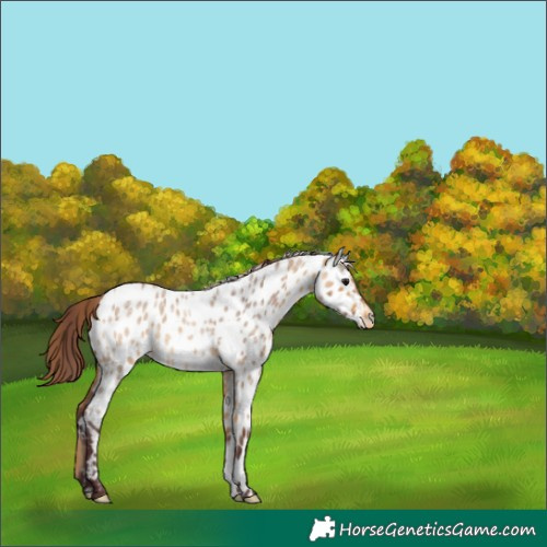 Horse Color:Chocolate Buckskin Roan Appaloosa 