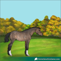 Horse Color:Brown Dun Rabicano 