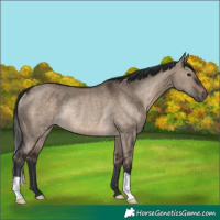 Horse Color:Brown Dun Rabicano 