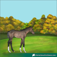 Horse Color:Brown Dun Rabicano