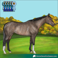 Horse Color:Brown Dun Rabicano