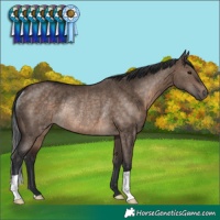 Horse Color:Brown Dun Rabicano